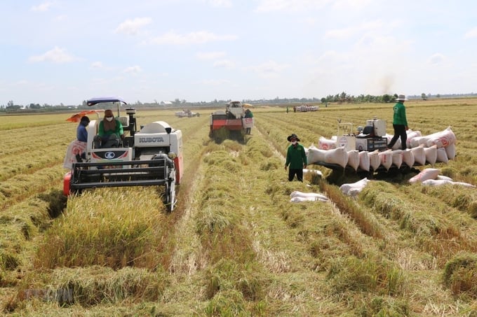 Harvesting rice in the Dong Thap Muoi area.