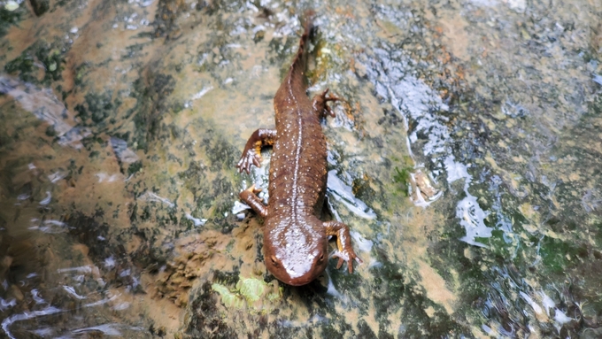 A Tam Dao salamander in Tam Dao stream. Photo: Bao Thang.