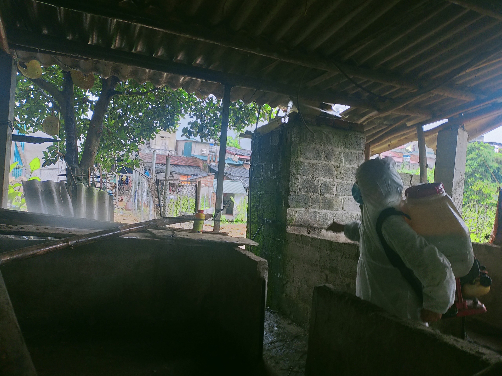 Mrs. Trieu Thi Gia disinfecting the barn before raising new herds of pigs. Photo: Ngoc Tu.