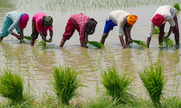 Nông dân Ấn Độ cấy lúa tại bang Odisha.