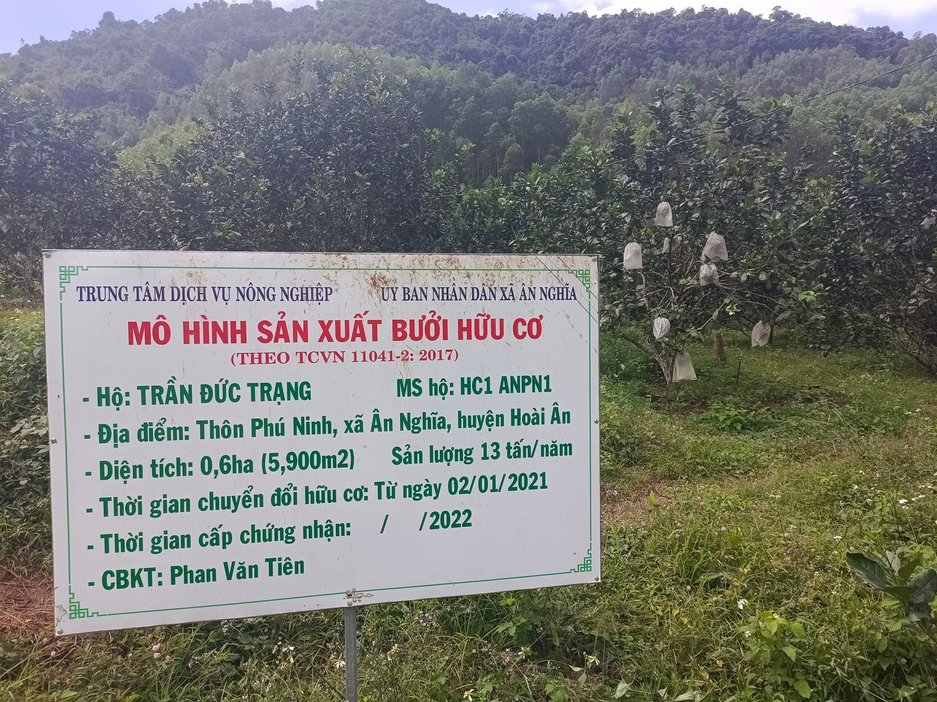 Trên địa bàn huyện Hoài Ân (Bình Định) ngày càng xuất hiện nhiều mô hình sản xuất bưởi hữu cơ. Ảnh: V.Đ.T.