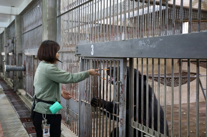 Center staff are taking care of bears in the semi-wild area. Photo: AAF.