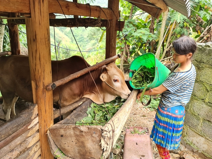 Con bò vàng của gia đình Lù Thị Chở. Ảnh: Đào Thanh.