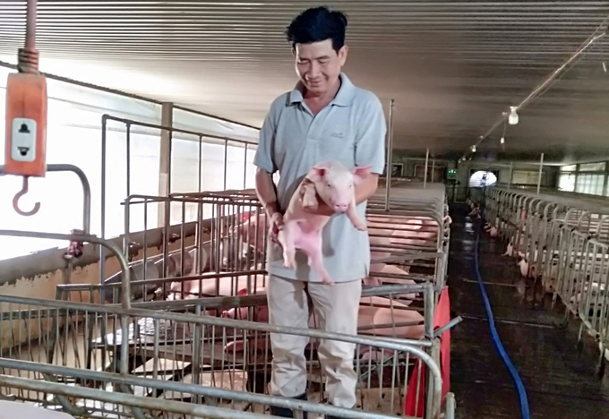 Một trại chăn nuôi heo thực hiện an toàn dịch bệnh ở TP Cần Thơ. Ảnh: Hữu Đức.