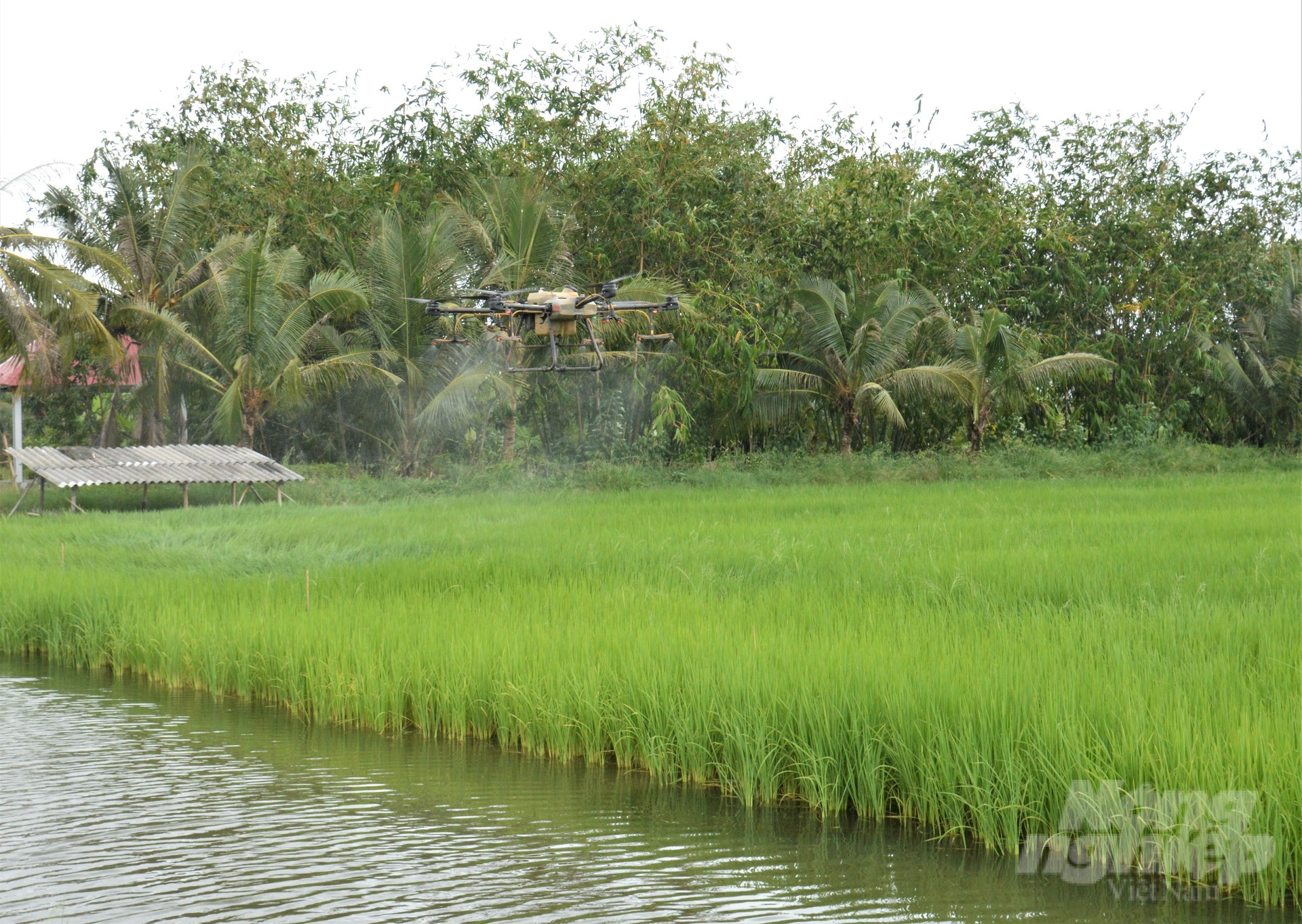 Farmers use drones to care for and protect rice, helping to ensure rice yield and quality. Photo: Trung Chanh.