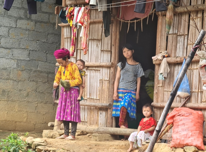 Ở thôn Khai Hoang Một, số hộ nghèo còn khá cao, do đó người dân muốn nuôi bò để thoát nghèo. Ảnh: Đào Thanh.