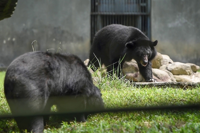 Bears at the Vietnam Bear Rescue Center, located in Tam Dao National Park. Photo: Tung Dinh.