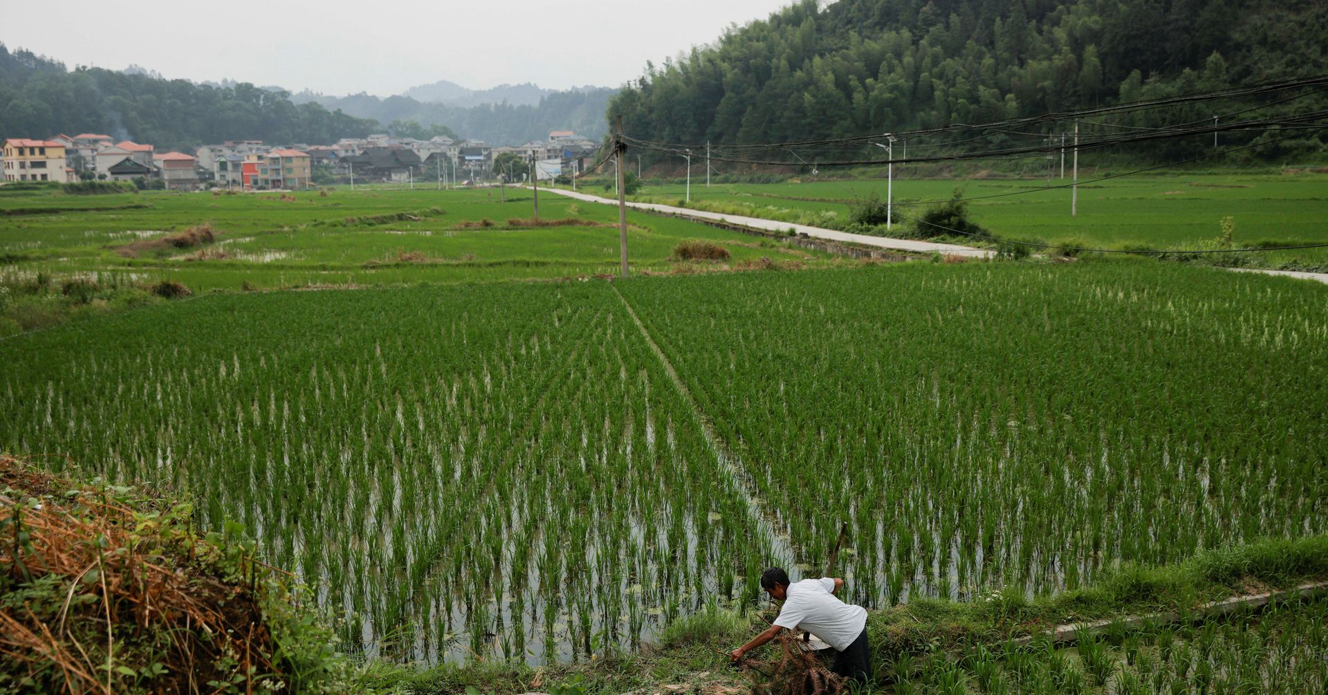 Một cánh đồng lúa ở tỉnh Quý Châu, Trung Quốc, hồi năm 2021. Ảnh: Reuters.