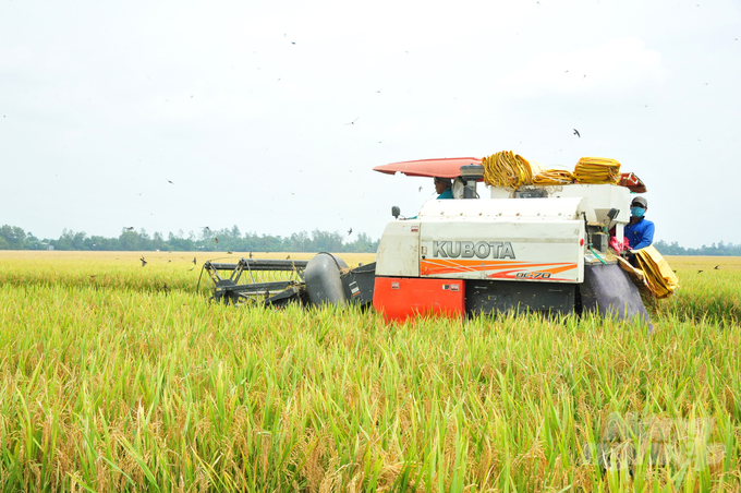 An Giang Province is actively promoting the development of cooperation and linkages in agricultural production and product consumption, thereby creating value chains and harnessing the potential of local strengths. Photo: Le Hoang Vu.