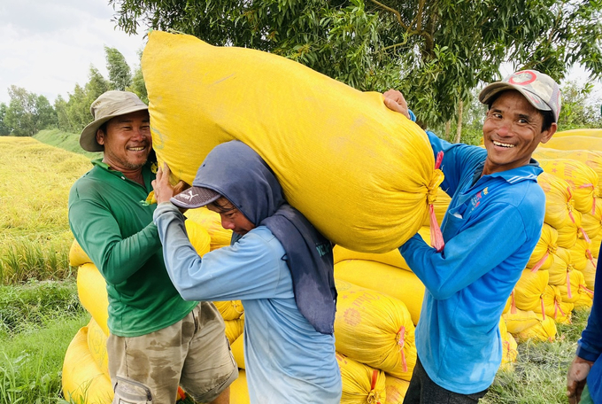 In 2022, the province had 63 agricultural cooperatives, 2 cooperative alliances, and 180 cooperative groups actively engaged in production and consumption linkages for agricultural products with various organizations and enterprises. The linked area covered approximately 123,089 hectares. Photo: Le Hoang Vu.