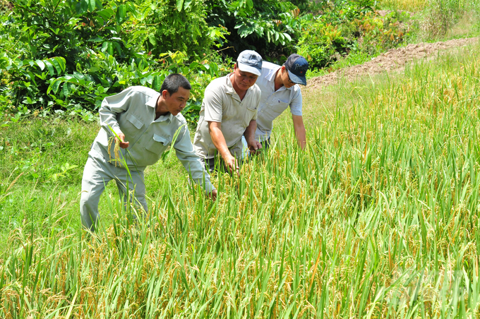 Ngành nông nghiệp Đồng Tháp khuyến cáo nông dân không phá hợp đồng, bán lúa non. Ảnh: LHV.