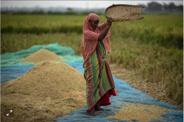 Một người nông dân làm việc trên cánh đồng lúa ở ngoại ô Guwahati, Ấn Độ.