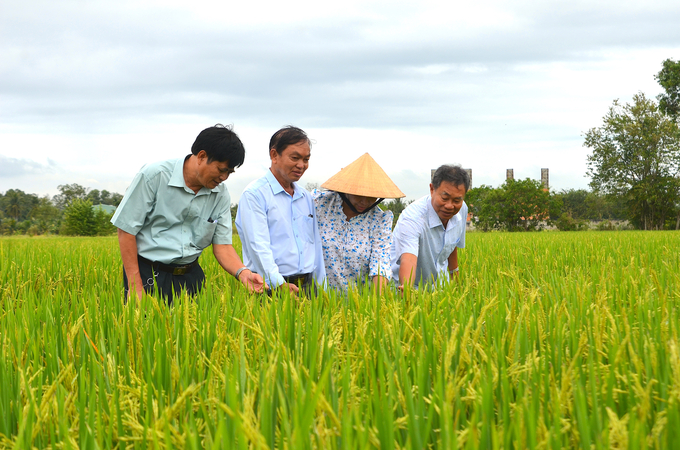 Huyện Tam Bình có thế mạnh sản xuất lúa với tổng diện tích gie sạ trong năm khoảng 33.500ha. Ảnh: Minh Đảm.