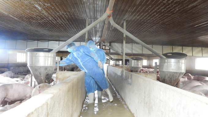 The closed-process high-tech pig farm is owned by Mr. Nguyen Thanh Vien. Photo: Tran Trung.