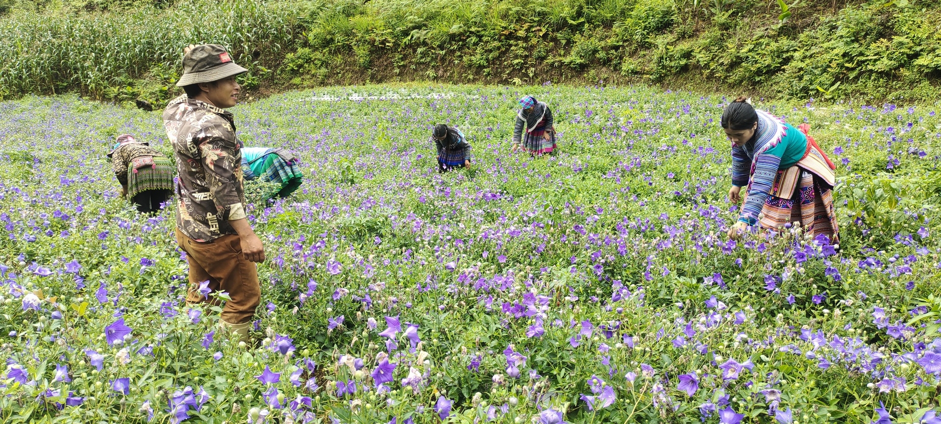 Nông dân Bắc Hà (Lào Cai) phấn khởi trước mùa thu hoạch cây cát cánh. Ảnh: T.L.