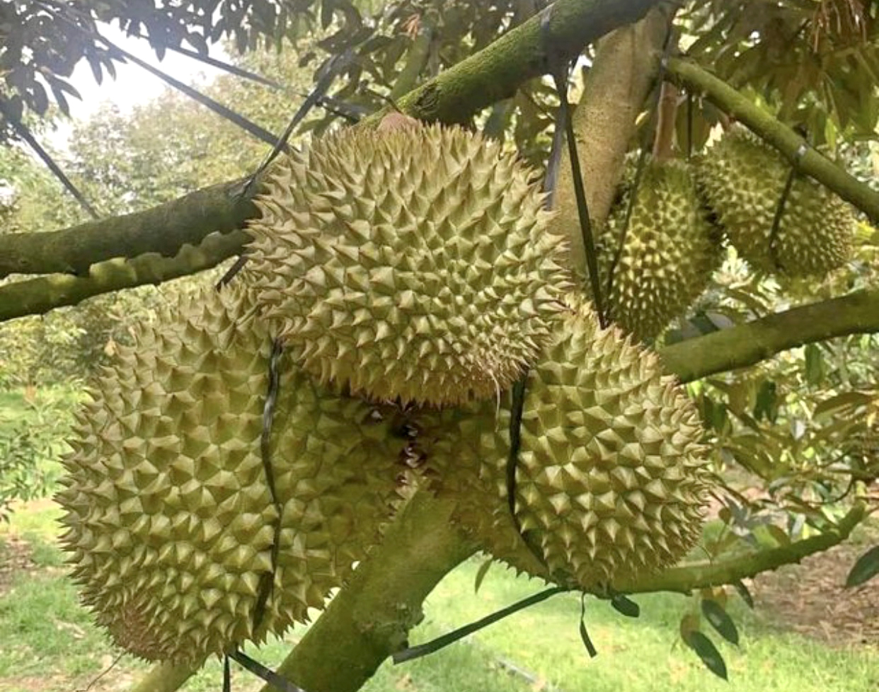 Exporting durian to China has shown remarkable growth this year. Photo: Son Trang.