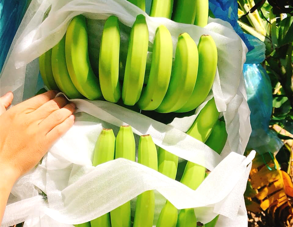 Banana has become one of the main fruits to be exported to China. Photo: Son Trang.