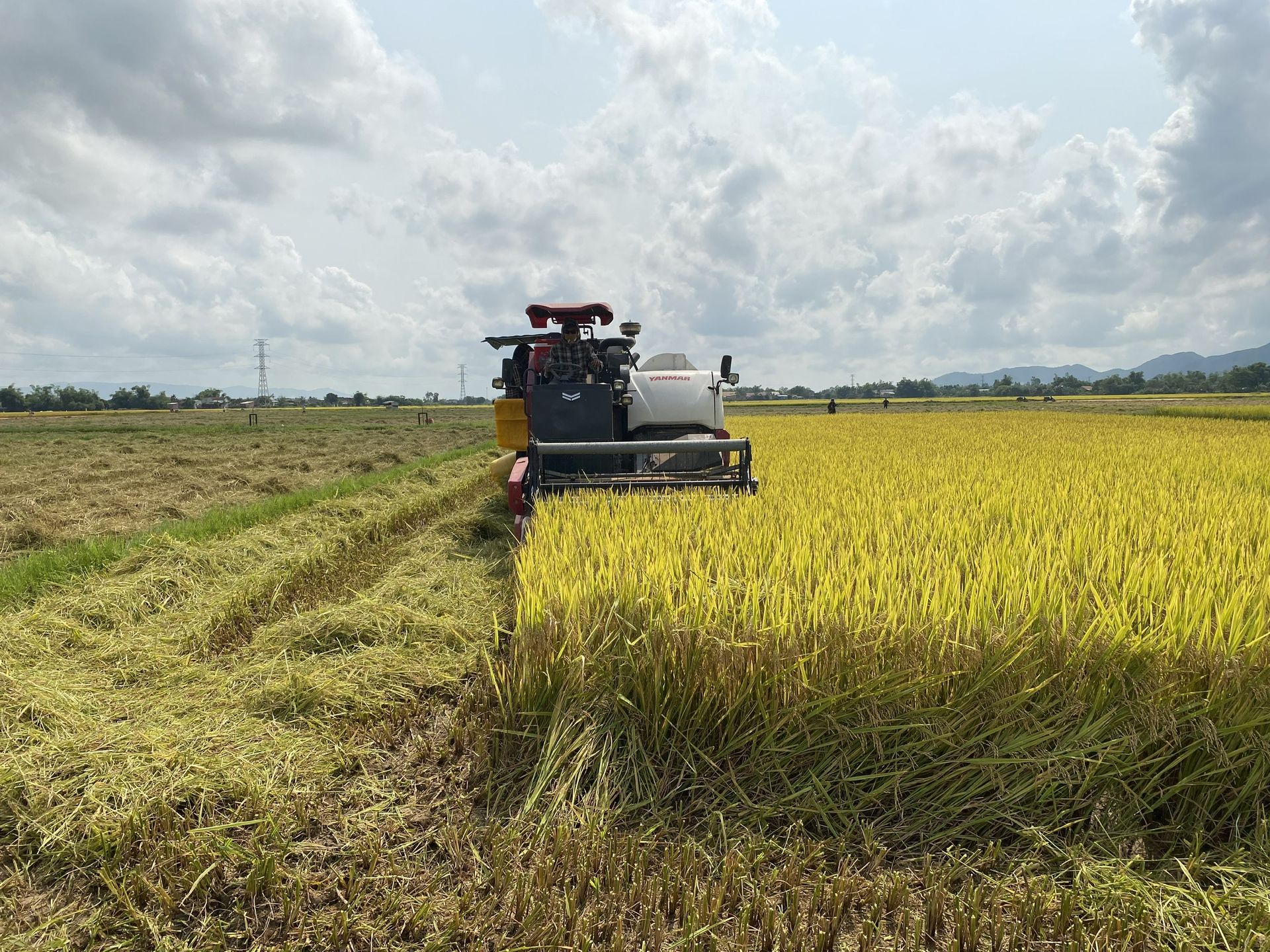 Đến cuối tháng 8/2023, toàn bộ diện tích lúa hè thu ở Bình Định sẽ hoàn tất thu hoạch. Ảnh: V.Đ.T.