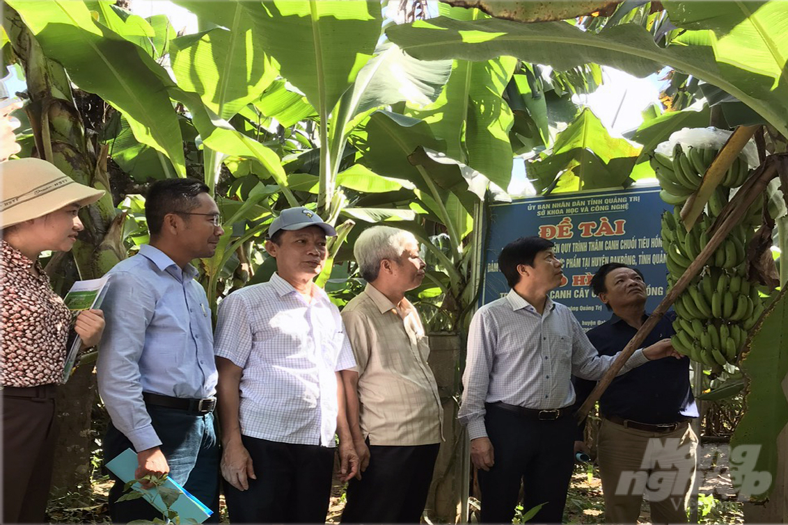 Trong 30 năm qua, nguồn kinh phí hỗ trợ từ ngân sách Nhà nước đầu tư cho hoạt động khuyến nông tại Quảng Trị là 181 tỷ đồng. Ảnh: Võ Dũng.