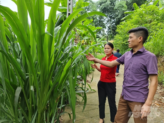 Thôn Khai Hoang Một có khoảng 200ha cỏ các loại, ngoài phục vụ chăn nuôi bò, người dân trồng cỏ để bán cho các vùng lân cận. Ảnh: Đào Thanh.