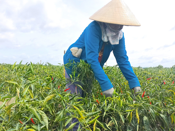 Huyện Tam Bình tích cực vận động nhân dân chuyển đổi đất canh tác kém hiệu quả sang trồng rau màu, cây ăn trái. Ảnh: Minh Đảm.