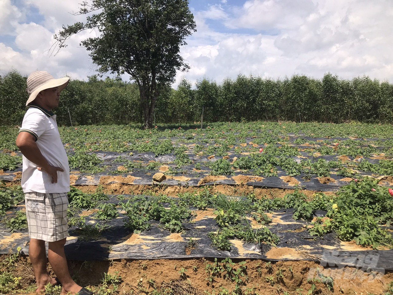 Diện tích trồng sâm Bố Chính tại thị xã Hương Trà, tỉnh Thừa Thiên Huế. Ảnh: CĐ.