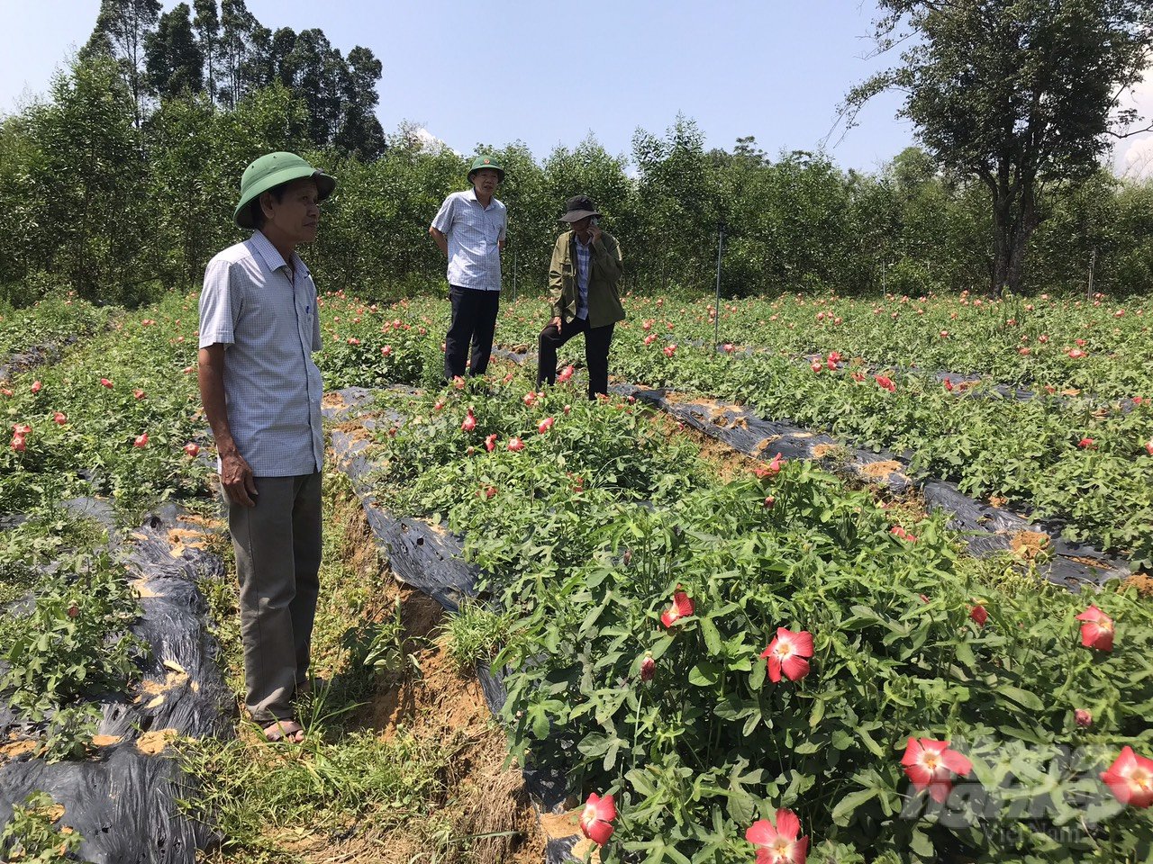 Lãnh đạo thị xã Hương Trà kiểm tra mô hình trồng sâm Bố Chính (ở giai đoạn cây sâm còn phát triển bình thường). Ảnh: CĐ.
