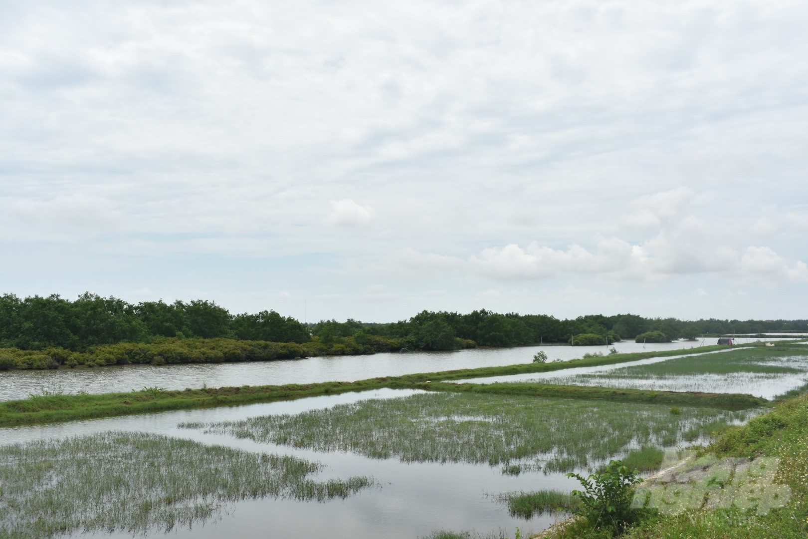 Tien Hai Wetland Nature Reserve, Thai Binh. Photo: K. Trung.