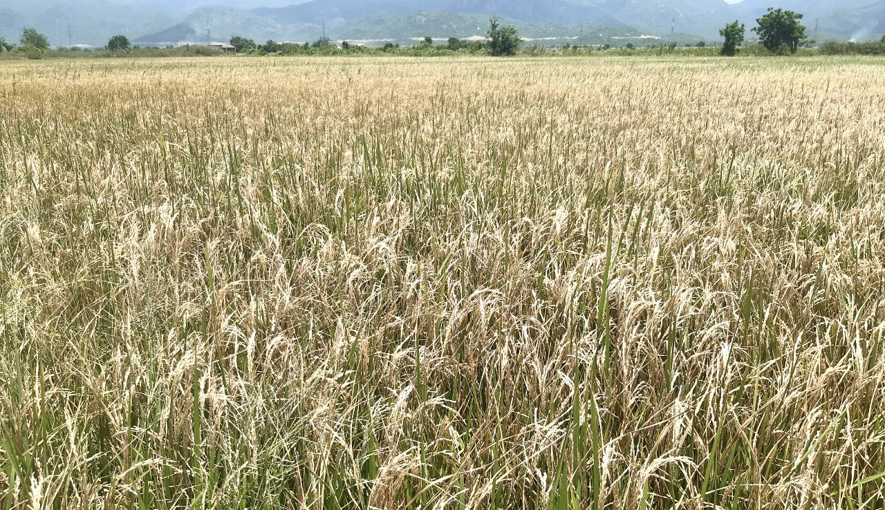 Một số diện tích lúa ở huyện Bắc Bình có hiện tượng trổ bạc (hạt lép) do sâu đục thân gây hại. Ảnh: KH.