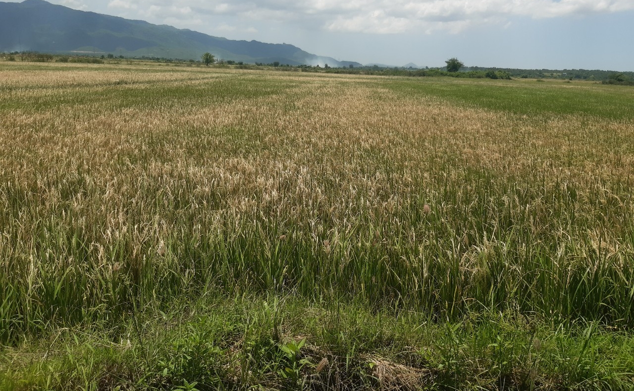 Chi cục Trồng trọt và Bảo vệ thực vật dự báo thời gian tới sâu đục thân có nguy cơ gây hại trên trà lúa vụ mùa. Ảnh: KH.