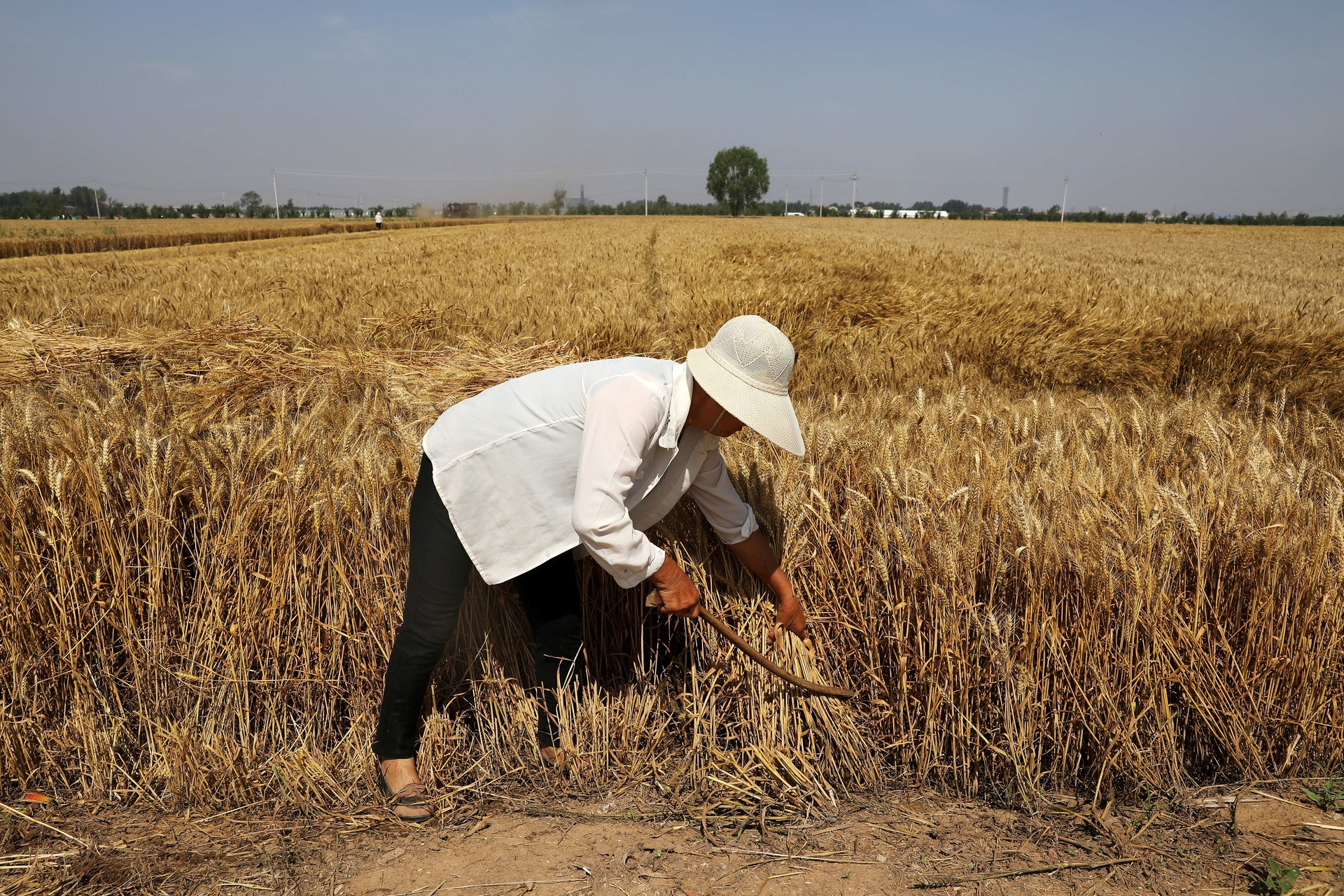 Một nông dân thu hoạch lúa mì ở tỉnh Hà Bắc, Trung Quốc, năm 2021. Ảnh: Reuters.