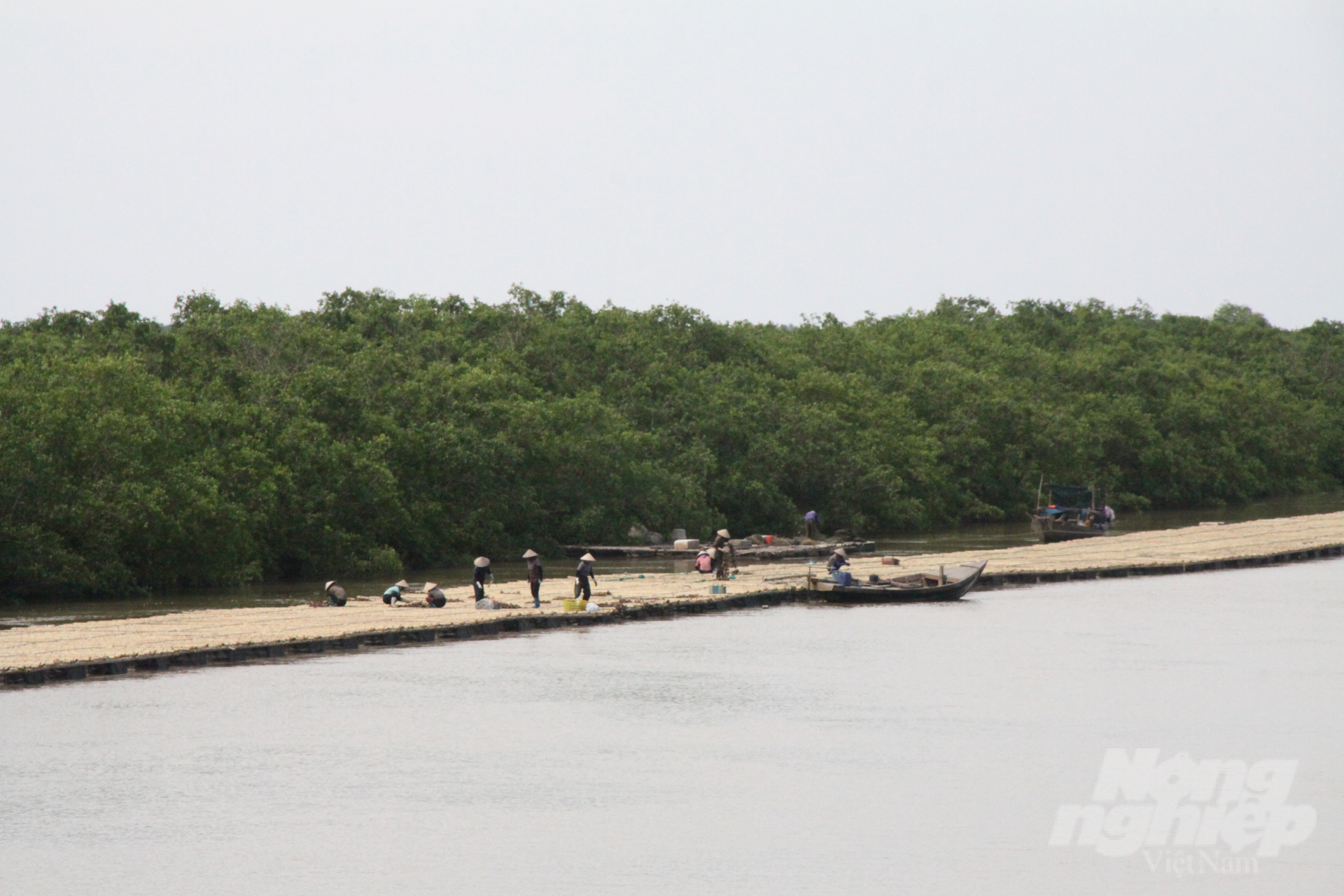 Người dân làm bè nuôi hàu tại khu vực mặt nước cửa Ba Lạt, xã Nam Phú, huyện Tiền Hải. Ảnh: Kiên Trung.