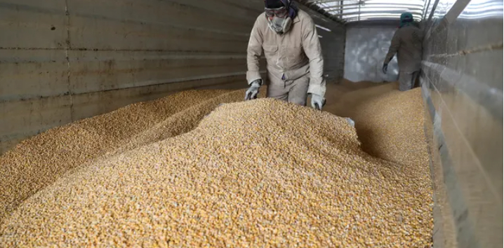 Workers unload a truck with GMO yellow corn imported from the U.S. at a cattle feed plant in Tepexpan, Mexico, on March 15, 2023.  Photo: REUTERS/Raquel Cunha