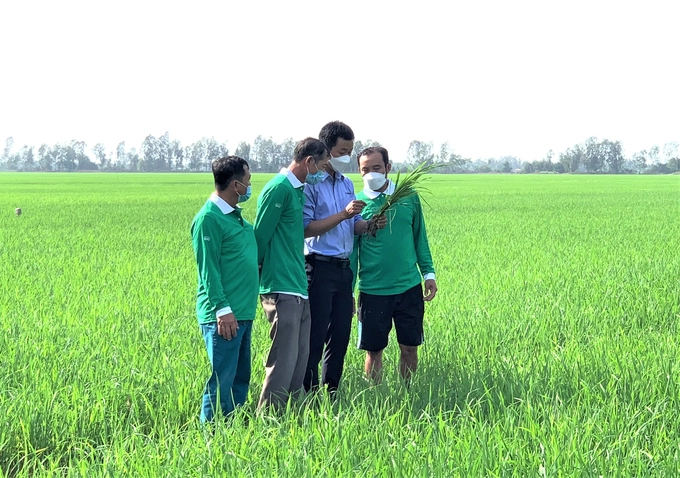 The technical staffs of Syngenta Vietnam are ready to accompany and stand by with the farmers. Photo: TL.