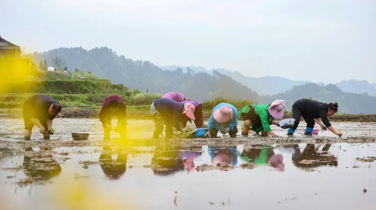 Chinese villagers growing rice seedlings in a paddy field in Qiandongnan, Guizhou Province, China on April 2023.