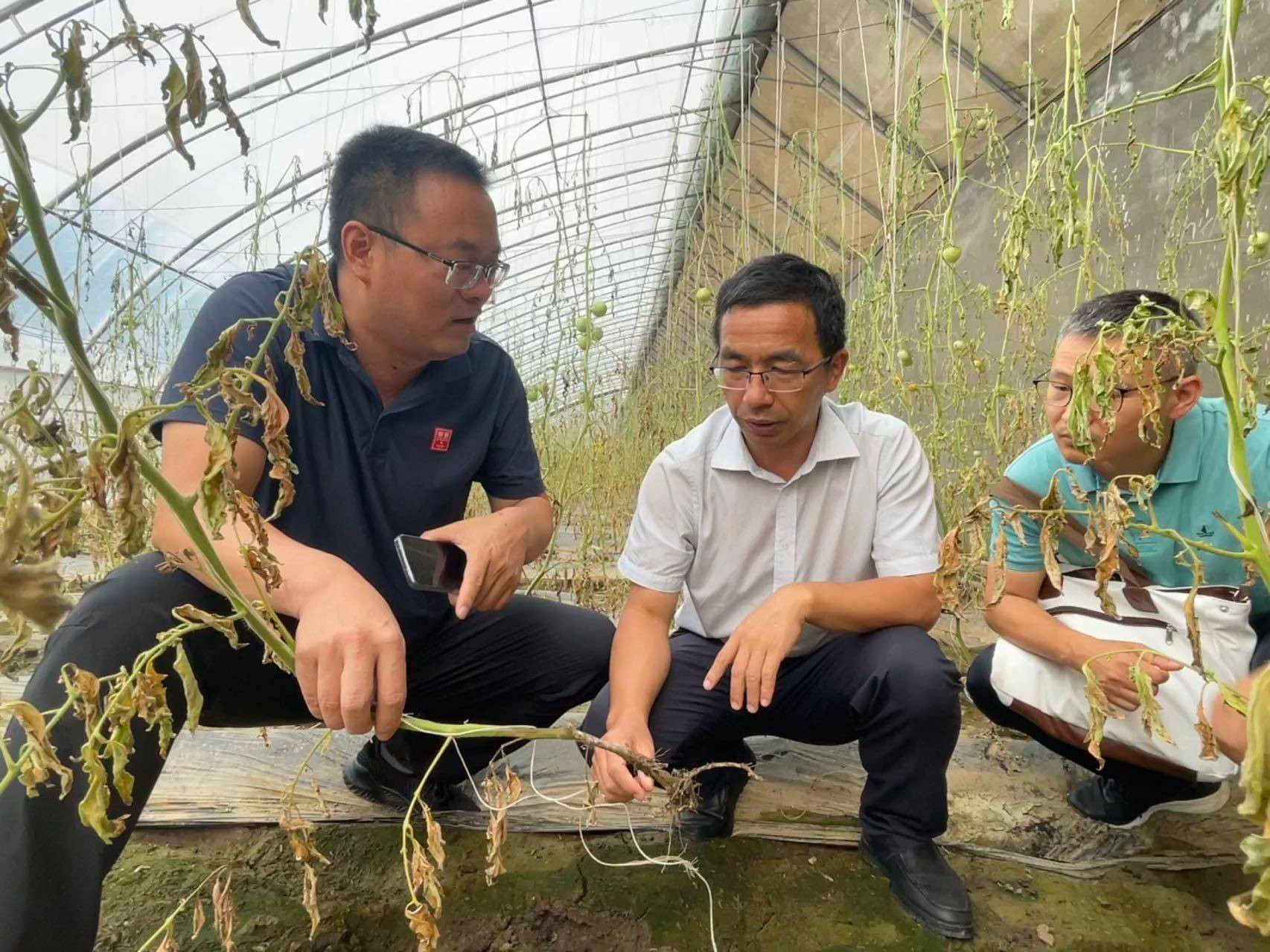 Các nhà khoa học của Viện Nghiên cứu Rau và Hoa đang đánh giá tình trạng sức khỏe cây trồng và đất để hướng dẫn nông dân cách khôi phục sản xuất.