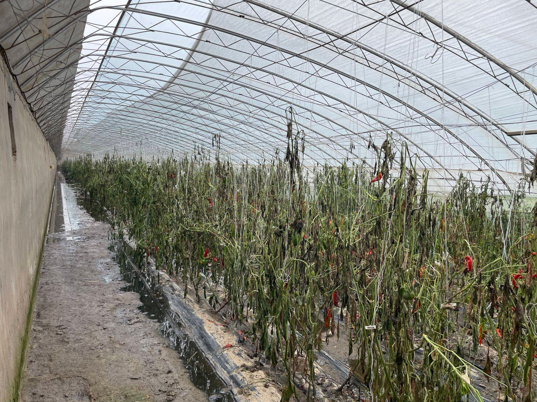 Một nông trại sản xuất rau quả trong nhà kính rộng khoảng 100 mẫu ở Bắc Kinh bị khô héo vì ngập úng sau trận lũ lụt ở Trung Quốc.