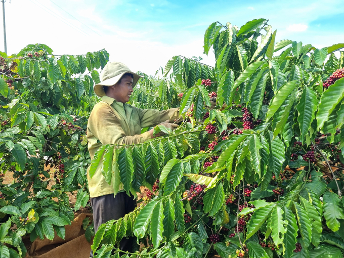 Dụ án VnSAT đã mang lại nhiều thành công cho vùng nguyên liệu cà phê Tây Nguyên. Ảnh: Tuấn Anh.