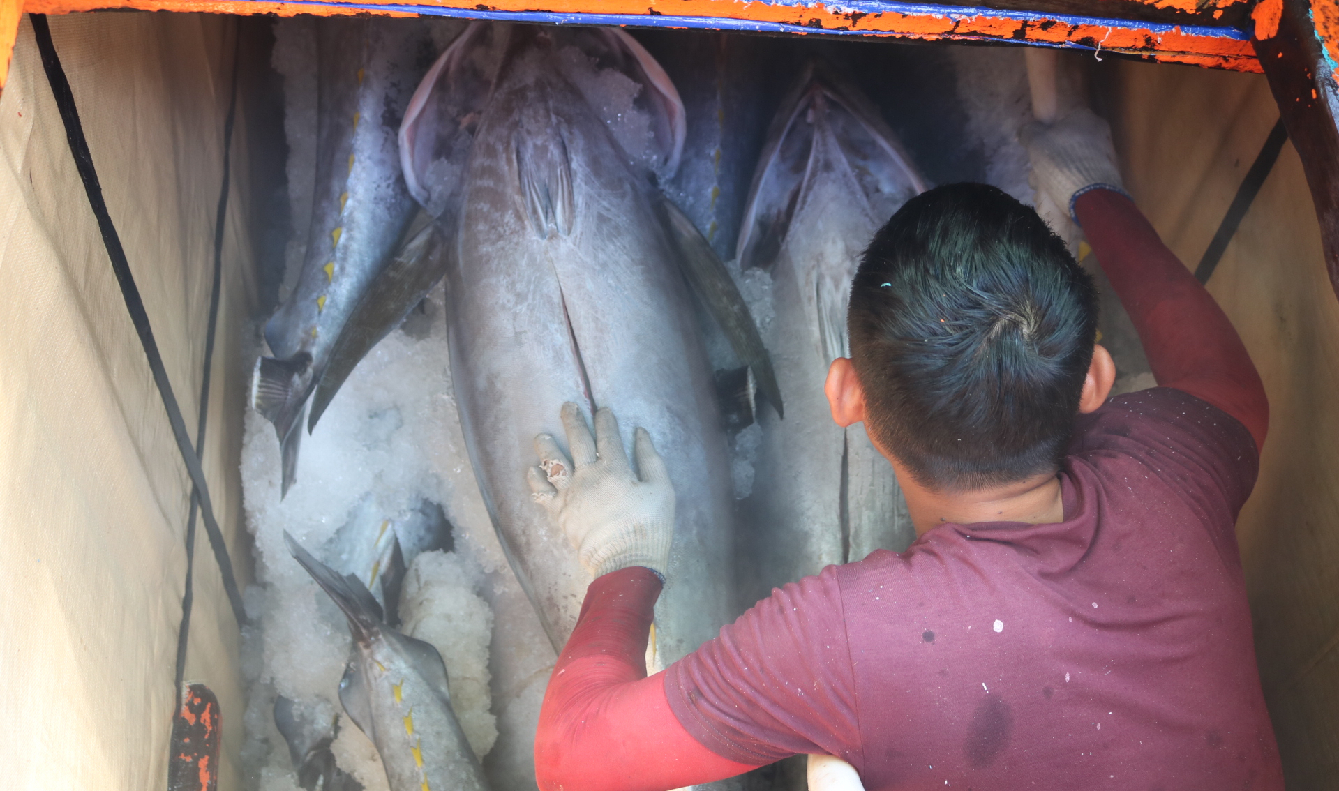 For many years now, Phu Yen fishermen have only fished in Vietnamese waters. Photo: KS.