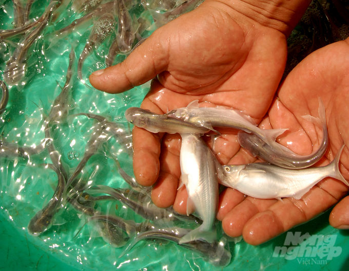 Chuỗi liên kết sản xuất giống cá tra 3 cấp ở An Giang, bình quân mỗi năm sản xuất 12 tỷ cá tra bột và 1,2 tỷ cá tra giống có truy xuất nguồn gốc. Ảnh: Lê Hoàng Vũ.