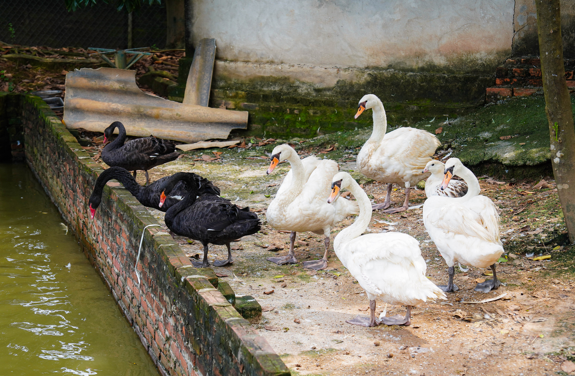 Hiện tại, Vườn Chim Việt đang sở hữu bộ sưu tập đa dạng với khoảng 15 loài chim và nhiều loại gia cầm, thủy cầm khác nhau. Trong số đó, thủy cầm có 6 loài gồm vịt cảnh, uyên ương, ngỗng trời, thiên nga...