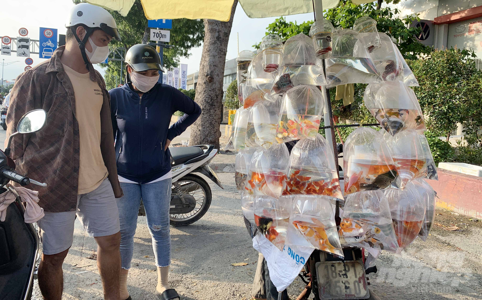 Mr. Hung's mini ornamental fish 'store' always has customers coming to ask to buy it. There is only one small fish cart like this but there are dozens of types of ornamental fish, at all prices. Photo: Le Binh.