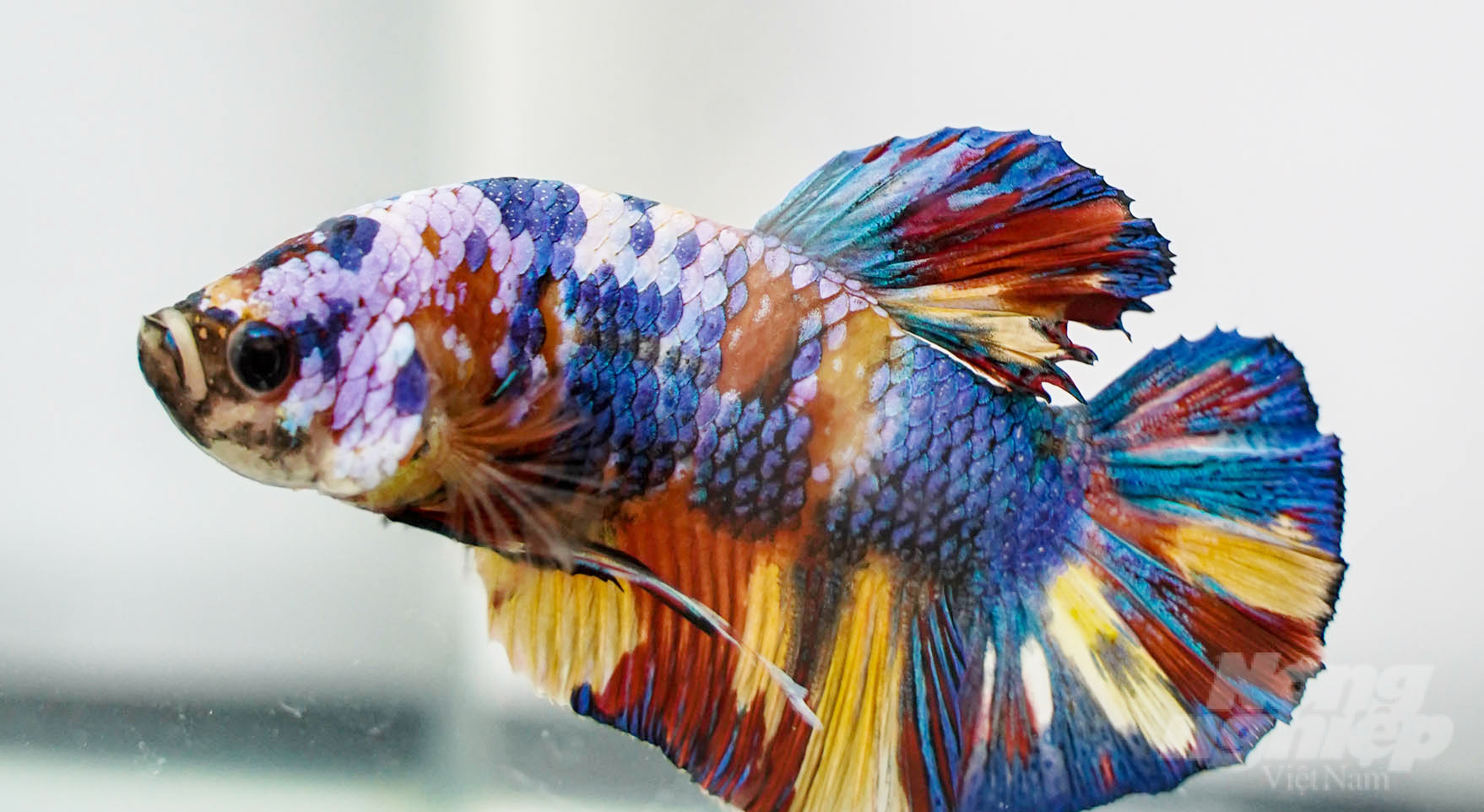 From ancient times until now, ornamental fish have always been a passion of Saigon people. Photo: Le Binh.