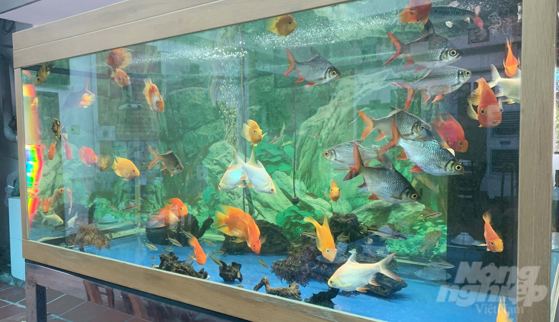 The hobby of keeping aquarium fish seems to have become a culture and is indispensable in every house of Southern people. Photo: Le Binh.