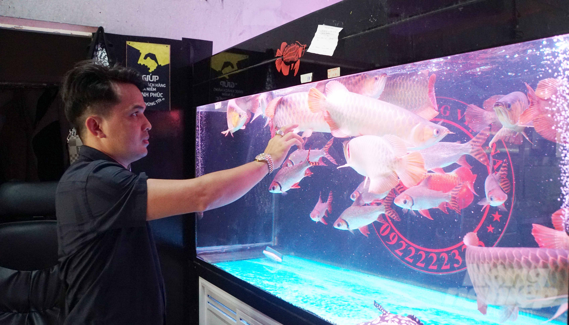 Ho Chi Minh City needs to aim for long-term programs to help the ornamental fish industry reach further and facilitate official exports to demanding markets. Photo: Le Binh.