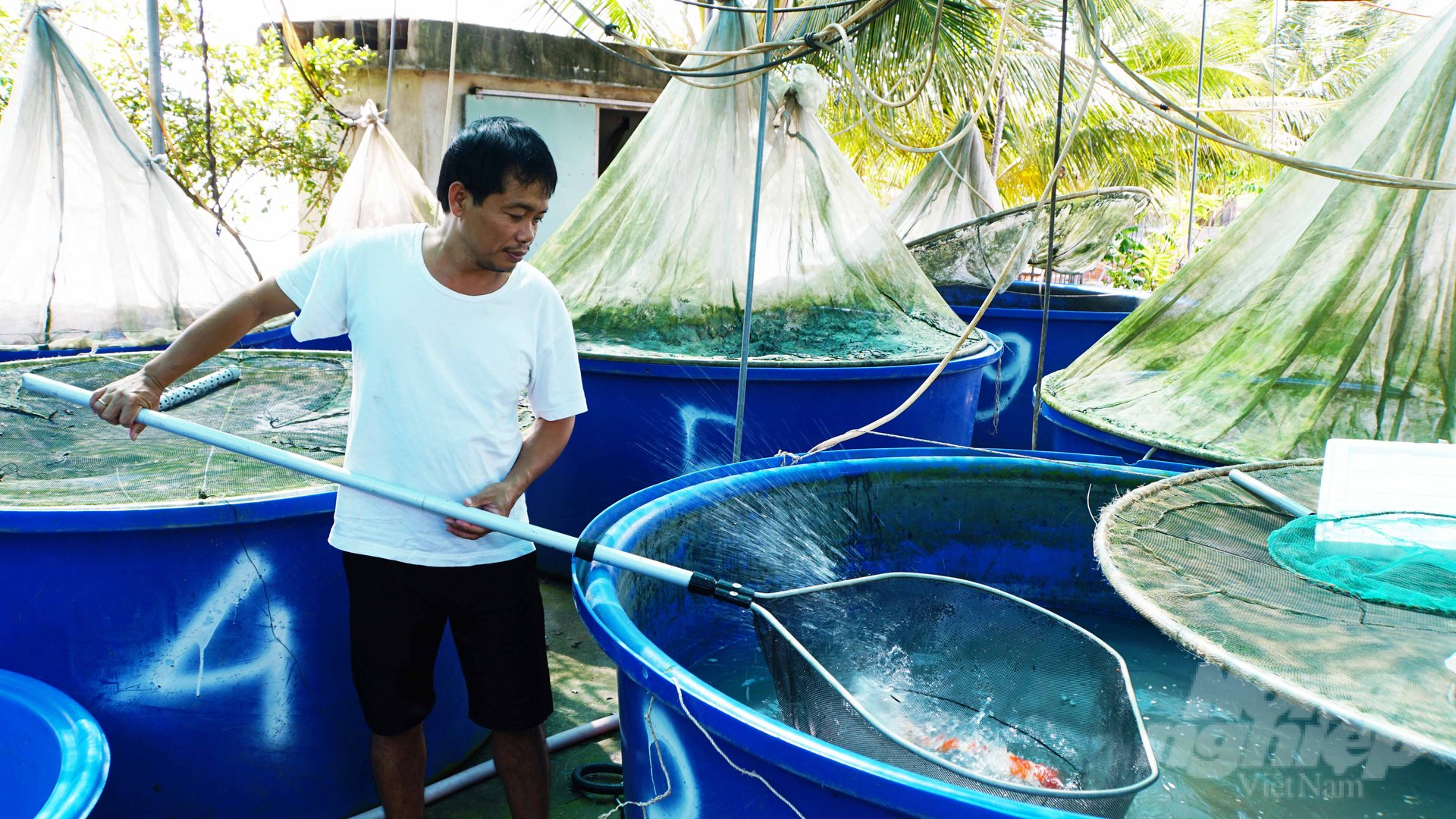 Gần 20 năm trong nghề, anh Nguyễn Ngọc Hải cho biết cá Koi Việt Nam cũng đang có thương hiệu trên thị trường, chủ động được nguồn giống tốt. Ảnh: Lê Bình.