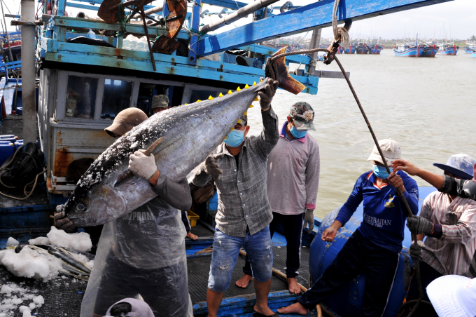 Phu Yen fishermen have a team specializing in catching tuna. Photo: KS.