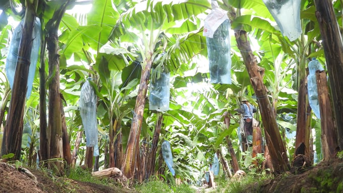 Vườn chuối công nghệ cao xanh tốt của Unifarm tại xã An Thái, huyện Phú Giáo, tỉnh Bình Dương. Ảnh: Trần Trung.