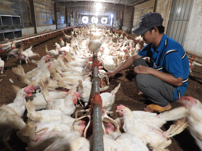Thanks to stable electricity, Ms. Hanh's chickens grow and develop well. Photo: Tran Trung.