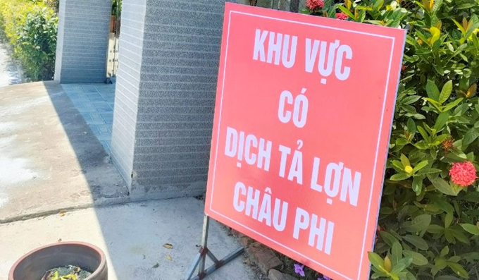 African swine fever is currently threatening the area with the highest proportion of large-scale household pig farming in Ha Tinh province. Photo: TN.